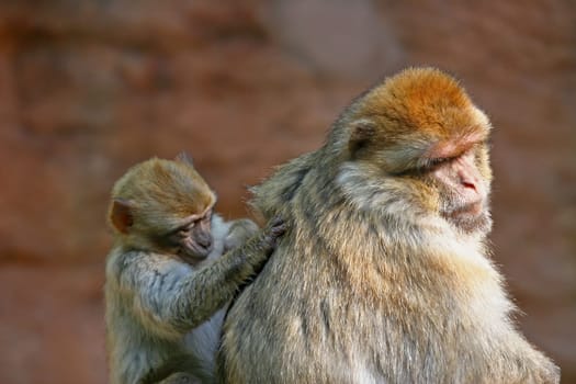 Doting love