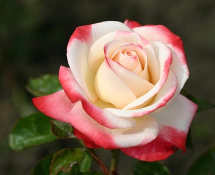Rose love... 7