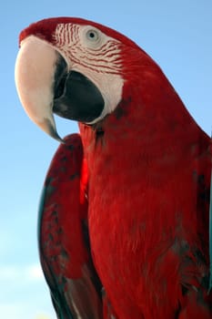 The Red One