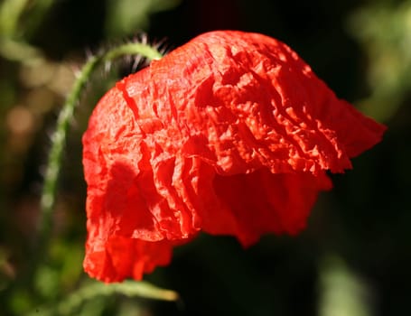 Rumpled... 2