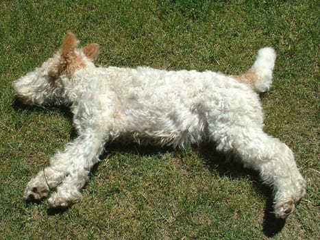 Flocki,my parents' fox terrier,suffers from the roaring heat. (No! I didn't run him over or knock him flat before taking the picture! -))