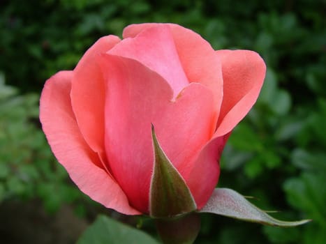 rose without hip without rosehip