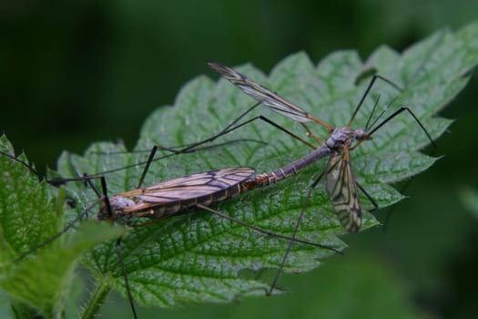 Critters during mating