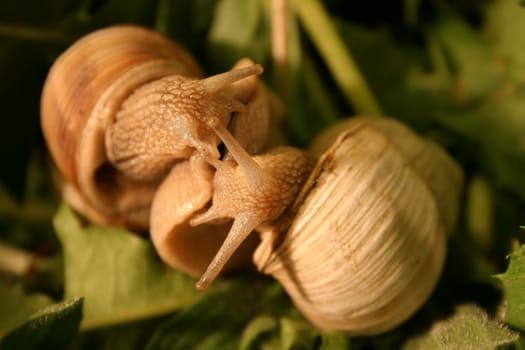 Vineyard snails