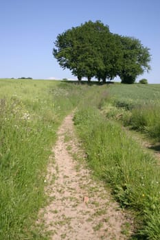 Dirt road in summer