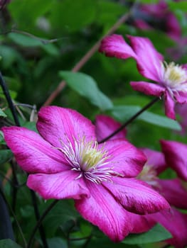 Clematis