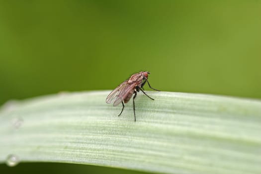 annoying fly
