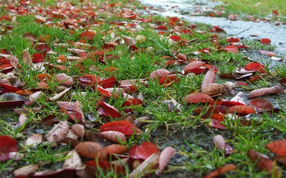 (Fall foliage) or (fall leaves) or (autumn leaves)