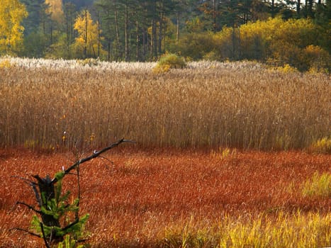 Grasslands