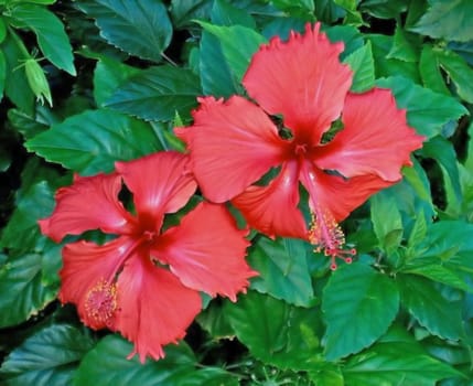 Hibiscus red
