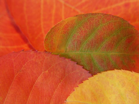 Autumn
