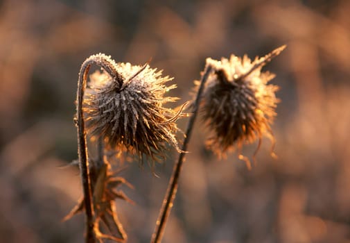 Hoarfrost