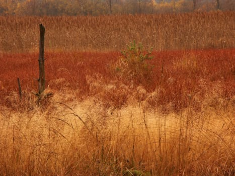 red grasses