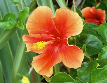 Hibiscus orange