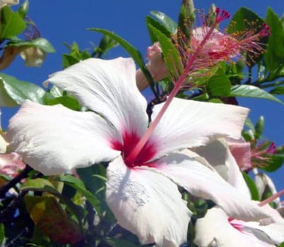 Hibiscus white