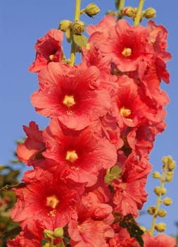 Created in the garden in the summer of 2005.