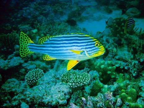 Oriental Lippfish