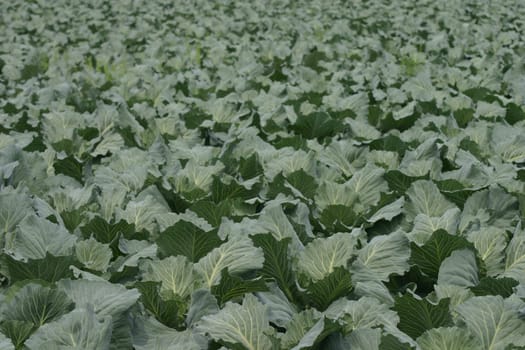 White cabbage field