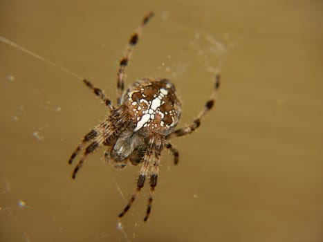 Cross spider