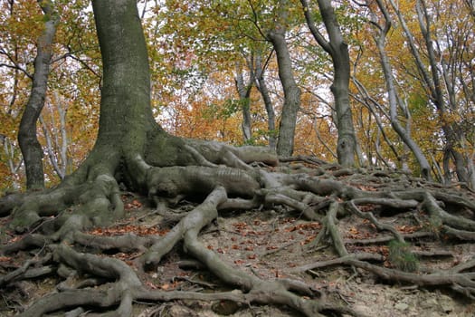Rooted
