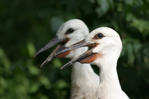 Young storks