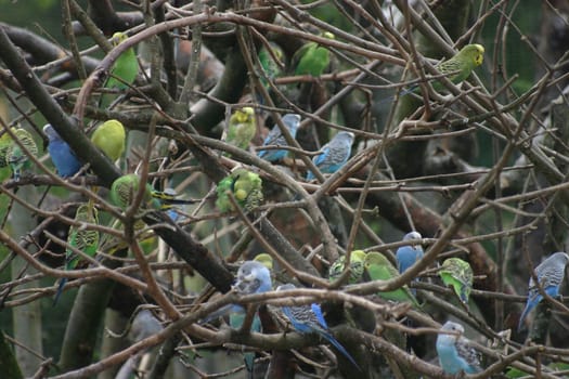 Budgies