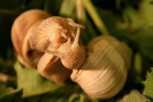 Snail Dance