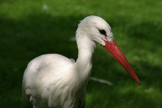 Stork portrait