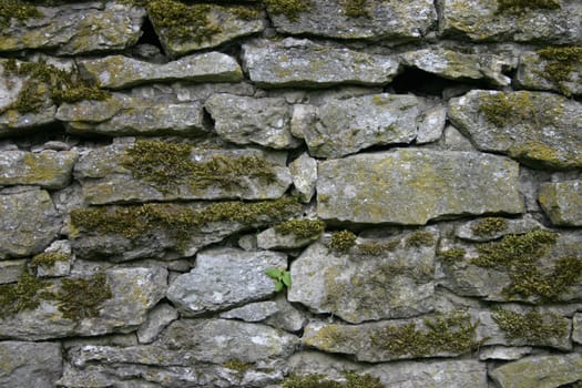 Moss-covered