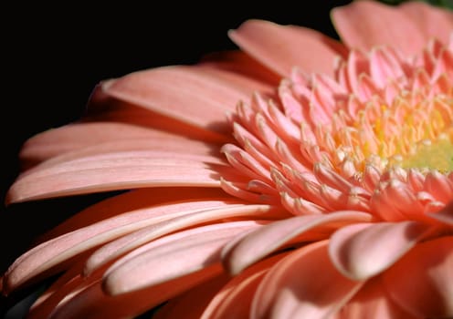 Gerbera II
