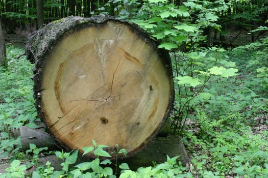 Felled tree