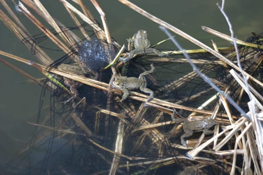 Common toads with spawn