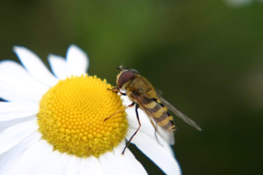 Hoverfly