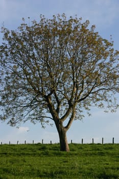 Deciduous tree