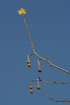 Last fruits