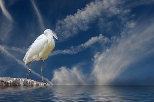 Spoonbill
