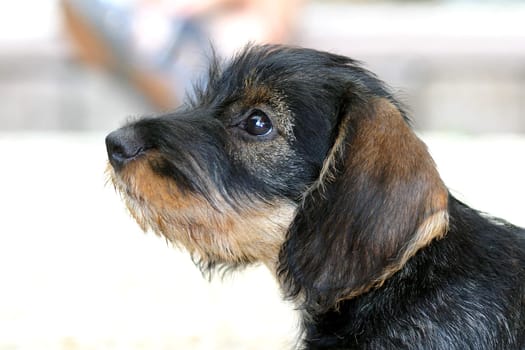 Wire-haired dachshund - 9 weeks