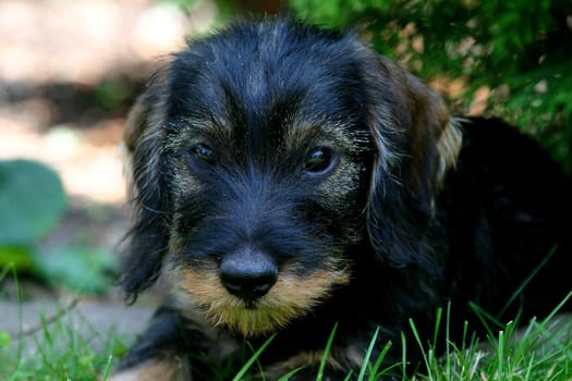 Wire-haired dachshund - 9 weeks
