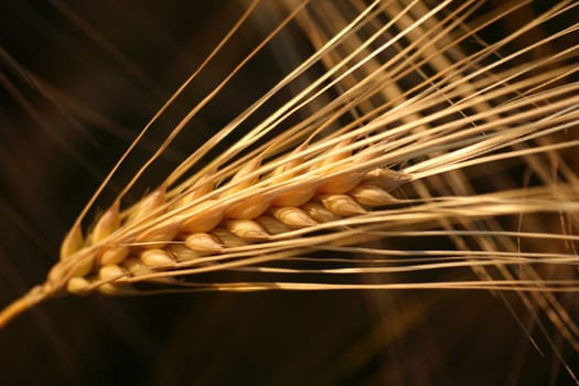 The ear of corn...