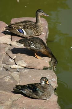 All my ducklings