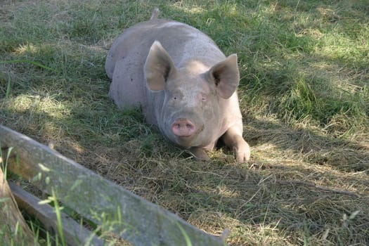 Bright pig