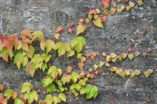 Wild wine