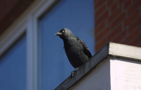 Hoya town all full of cheeky jackdaws. Canon D30