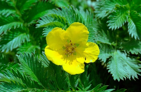 Goose cinquefoil