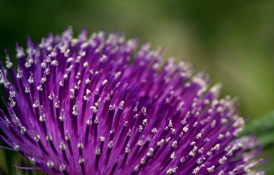 World in Violet