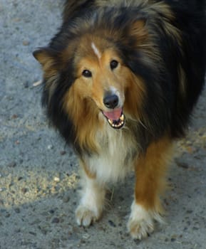 My fat one,is already 12 years old and is slowly becoming whimsical,but always friendly.