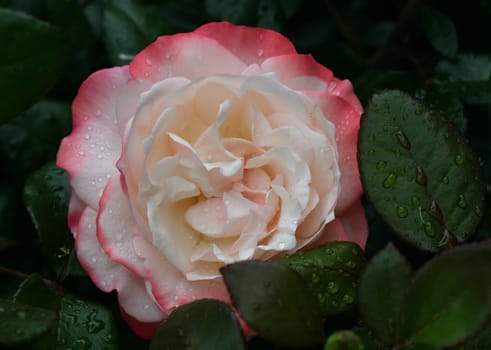 ... here's another little beauty I want to show you.