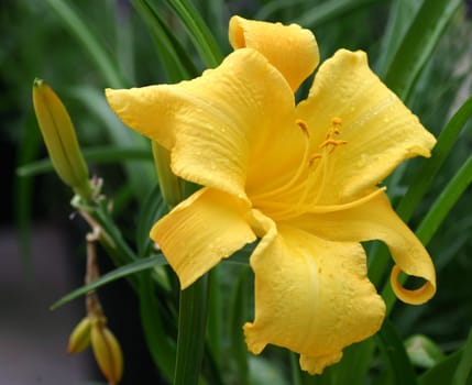 Daylily...