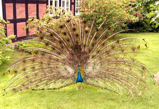 Peacock