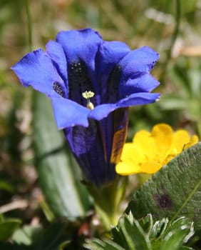 Gentian